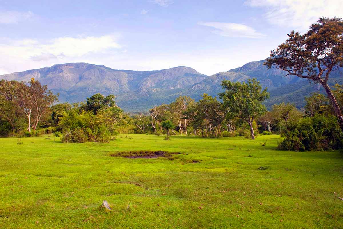 mudumalai-national-park