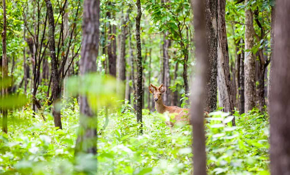 mudumalai-national-park