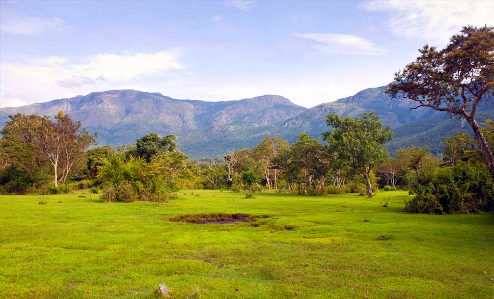 mudumalai-national-park