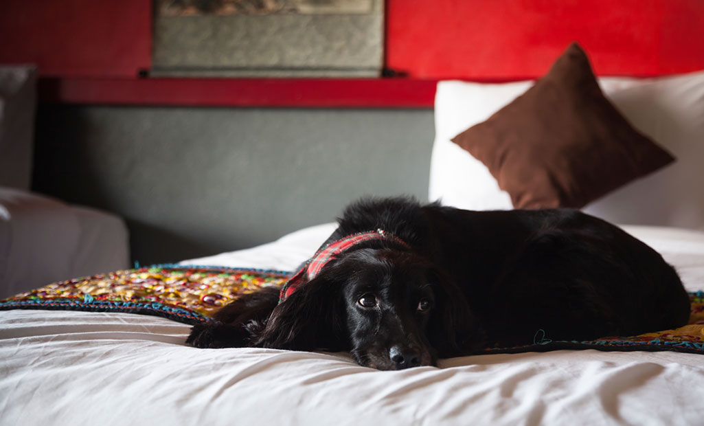 dog-room