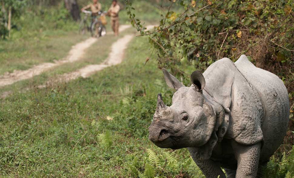 kaziranga-rhino