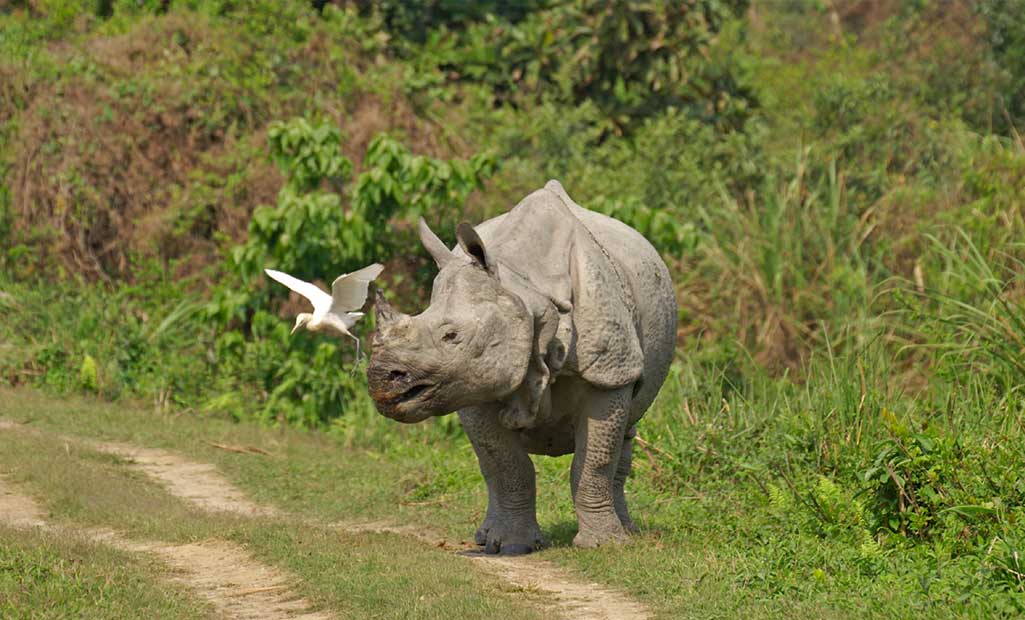 kaziiranga holiday destination