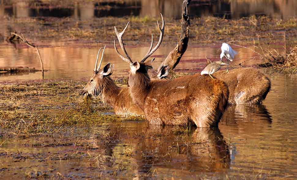 ranthambore