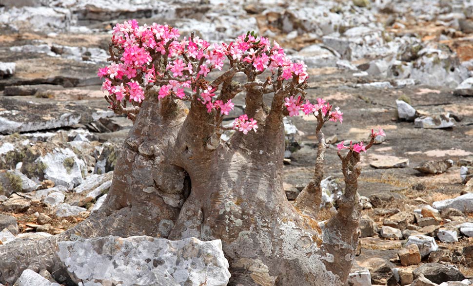 socotra-island-alien-land-earth-bottle-tree