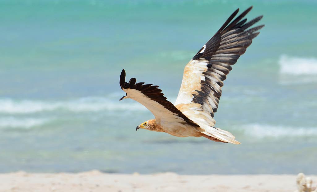 socotra-island-alien-land-earth-yellow-faced-vulture