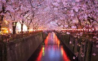 Cherry-avenue-japan
