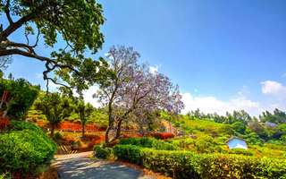 scenic-coonoor