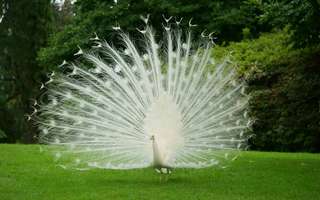 wildlife-sanctuaries-in-india-to-visit-in-monsoons