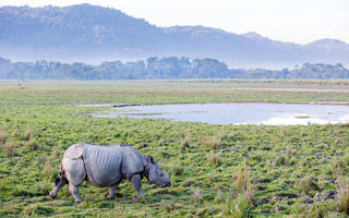 10-Must-Do-in-Assam