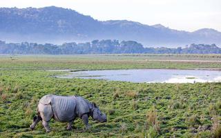 assams-wilderness-wildlife