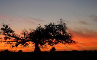 avenue-of-baobabs-madagascar-sunset