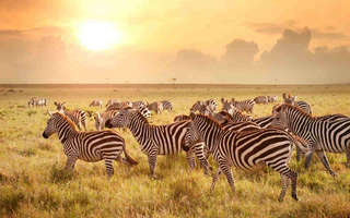 wildlife-adventure-south-africa