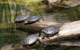 things-to-do-in-chennai