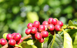 chikmagalur-weekend-getaway-coffee-garden