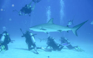diving with shark