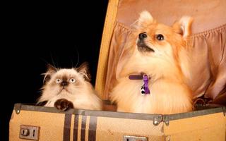 Instagram-travelling-pets