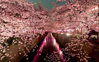 cherry-blossoms-in-japan