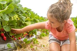 strawberry-picking-mahabaleshwar