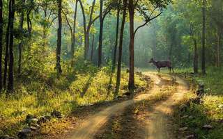 Madhya-Pradesh-Forest-Resorts