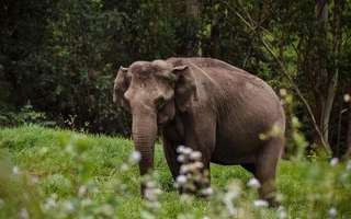 magical-experience-munnar