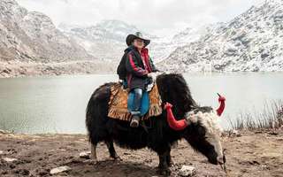 sikkim-yak-safari
