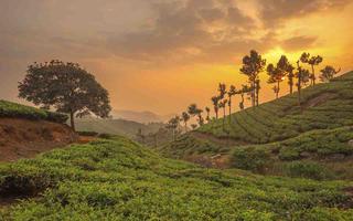 tourist-destination-munnar