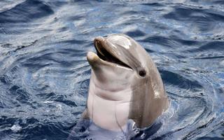 Dolphin spotting in Hong Kong