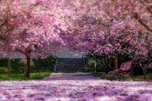 cherry-blossoms-shillong