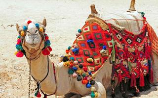 marwar festival jodhpur
