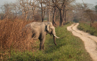 kaziranga