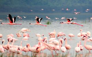 kenyan-flamingos-in-Nakuru-Lakea