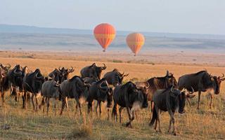 masai-mara-national-reserve