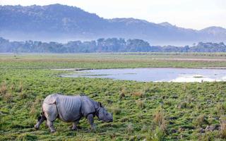 rihno land kaziranga