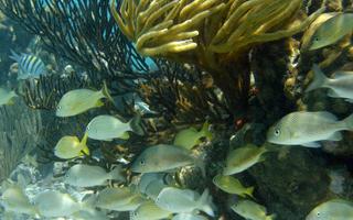 thats-strange-cancun-underwater-museum-marine