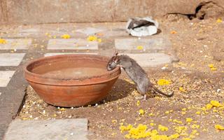 thats-strange-the-rats-of-mata-karni-temple