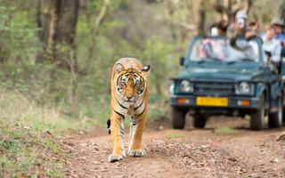 things-to-do-in-ranthambore-tiger