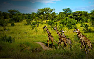  time-in-kenya-amboseli-savannahs