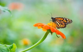  valley-of-flowers-magical