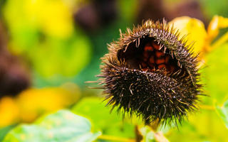 Places-to-Visit-in-Yercaud